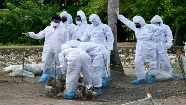 ఇప్పటికే ఏడు రాష్ట్రాలలో బర్డ్ ఫ్లూ భయం ఇప్పటికే ఏడు రాష్ట్రాలలో బర్డ్ ఫ్లూ భయం