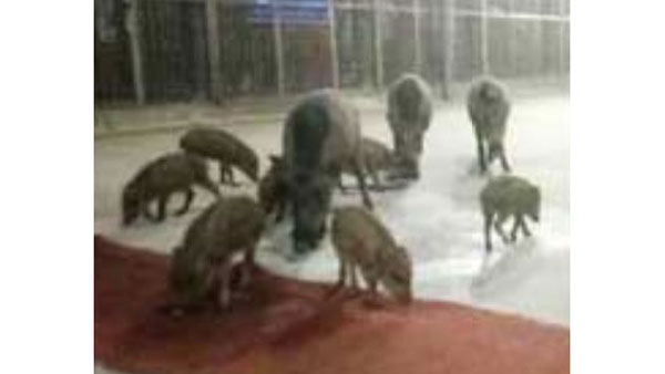 number of Pigs roaming near the Lord Venkateswara temple premises at Tirumala 