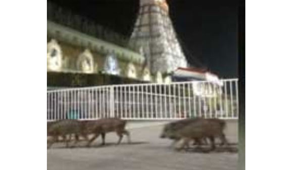 number of Pigs roaming near the Lord Venkateswara temple premises at Tirumala 