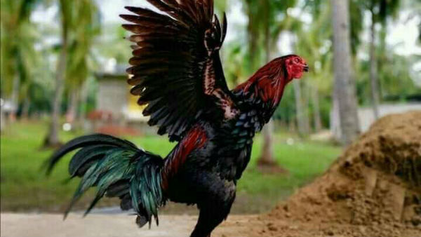 కోడి పందాలపై కరోనా ప్రభావం