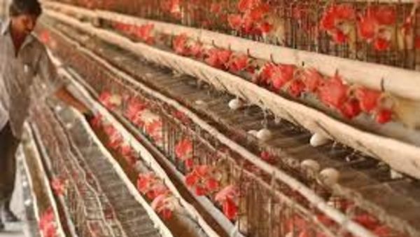 రూ.250 కోట్ల నష్టం.. రూ.250 కోట్ల నష్టం..