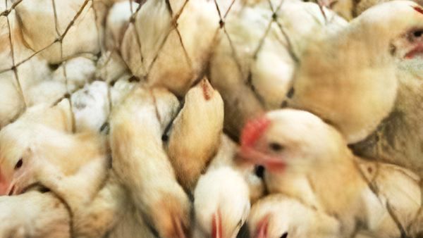 7 లక్షల కోళ్ల కొనుగోళ్లు 7 లక్షల కోళ్ల కొనుగోళ్లు