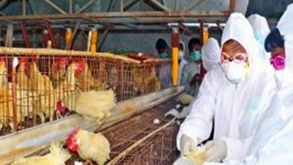 రాష్ట్రంలో అమ్మకాలు పడిపోయినా చికెన్ ధరలు మాత్రం రాష్ట్రంలో అమ్మకాలు పడిపోయినా చికెన్ ధరలు మాత్రం