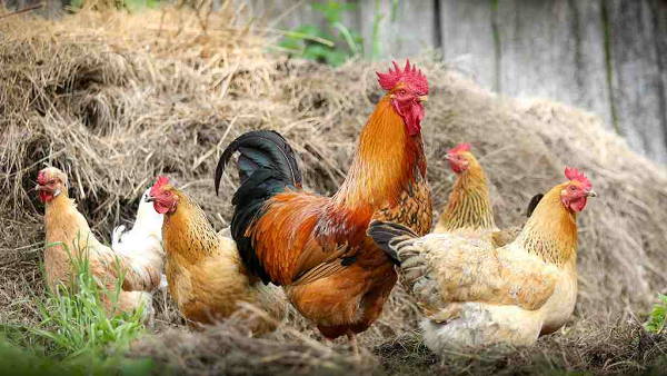 పోలీస్ స్టేషన్ లో కోడి .. ఎఫ్ఐఆర్లో ఏ1 గా నమోదు పోలీస్ స్టేషన్ లో కోడి .. ఎఫ్ఐఆర్లో ఏ1 గా నమోదు