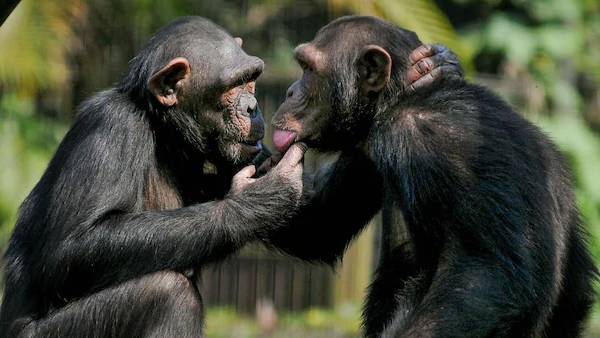 బ్యాక్టీరియం బారిన పడి 56 చింపాజీలు మృతి