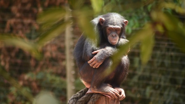 మృతి చెందక ముందు చింపాజీల పరిస్థితి