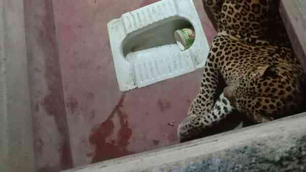 సోషల్ మీడియాలో వైరల్...