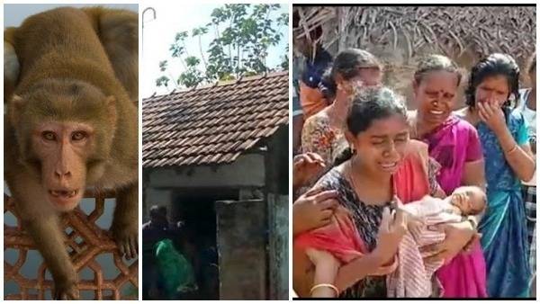 కోతుల దాడిలో అరుదైన ఘటన..