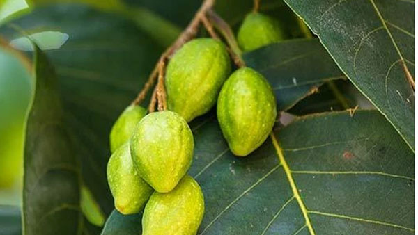 Myrobalan used in medicinal properties Myrobalan used in medicinal properties