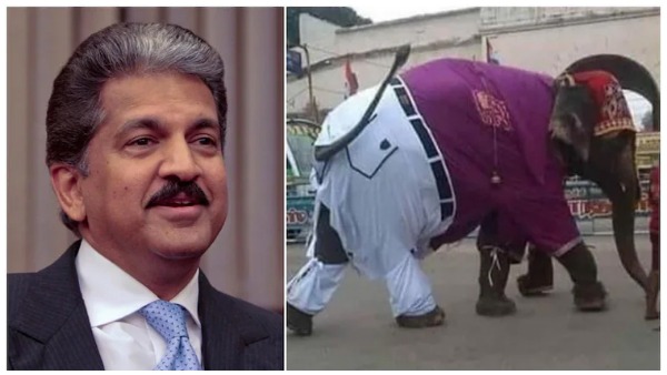 anand-mahindra-shares-pic-of-elephant-wearing-shirt-and-pants-in-viral-post-internet-reacts anand-mahindra-shares-pic-of-elephant-wearing-shirt-and-pants-in-viral-post-internet-reacts