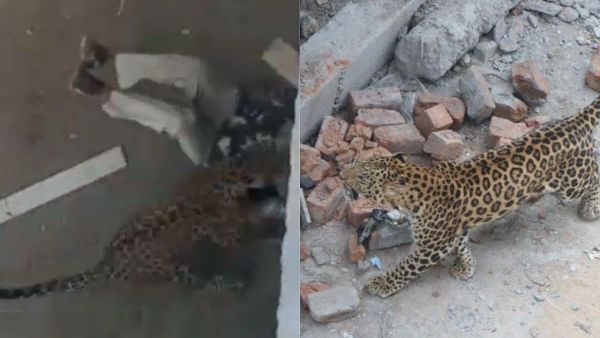 ఇండోర్‌లో చిరుత దాడి..