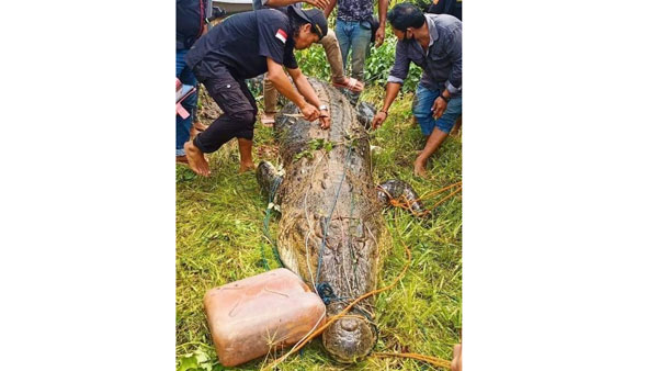 మొసలితో తండ్రి పోరాటం.. మొసలితో తండ్రి పోరాటం..