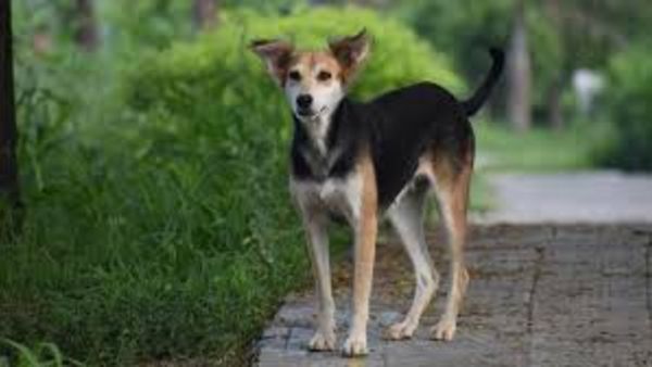 తరచూ ఇదే పని... తరచూ ఇదే పని...