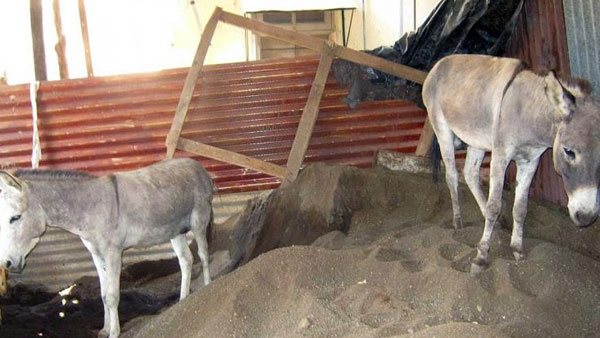 కిలో గాడిద మాంసం ఎంతంటే... కిలో గాడిద మాంసం ఎంతంటే...