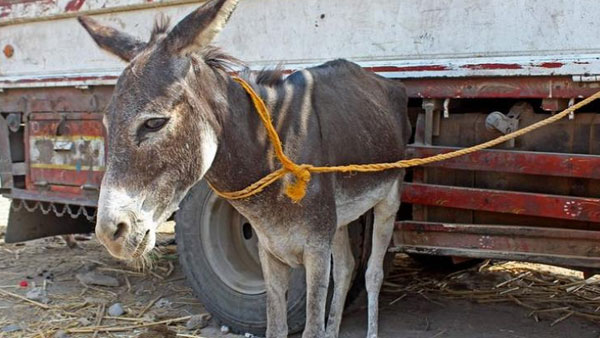 చట్టాలు ఏం చెప్తున్నాయి... చట్టాలు ఏం చెప్తున్నాయి...