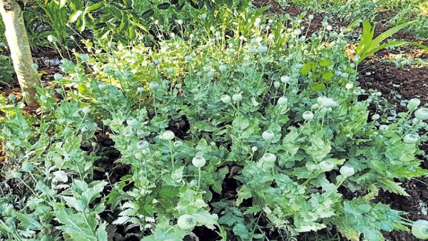 లేమూరు గ్రామంలో రెండు ఎకరాల్లో గసగసాల సాగు .. 390 కిలోల ఓపియం కాయల స్వాధీనం లేమూరు గ్రామంలో రెండు ఎకరాల్లో గసగసాల సాగు .. 390 కిలోల ఓపియం కాయల స్వాధీనం