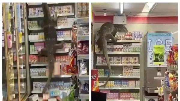 భారీ బల్లులతో ప్రమాదం లేదు.. భారీ బల్లులతో ప్రమాదం లేదు..