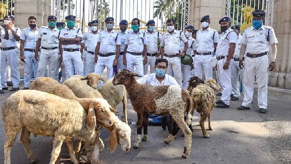 Protesters comes with sheep in front of Raj Bhavan, bengal Governor Dhankhar slams cm mamata Protesters comes with sheep in front of Raj Bhavan, bengal Governor Dhankhar slams cm mamata