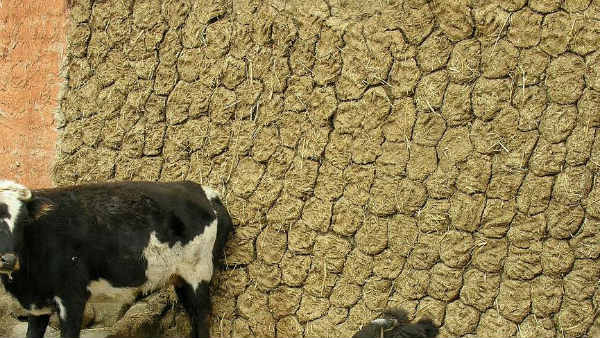 ఆవుపేడ పూసుకోవడం ప్రమాదకరమే..