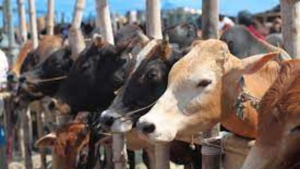  నెటిజెన్లు ఏమన్నారంటే..