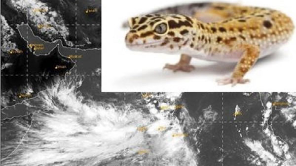 ప్రత్యేకమైన బల్లి అట..