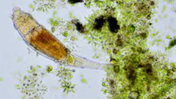 మరింత లోతైన పరిశోధనలు...