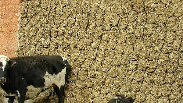 చోరీ ఆయిన ఆవుపేడ విలువ ఎంతో తెలుసా ?