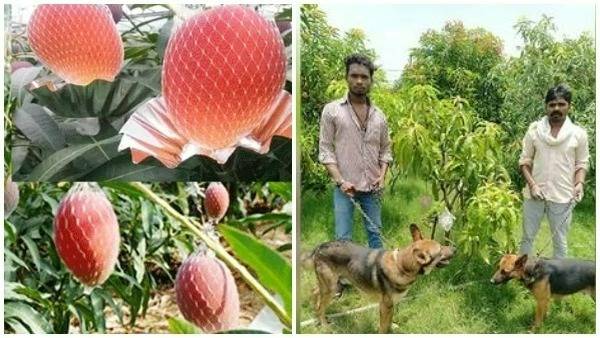 7పండ్లకు 6 కుక్కలు కాపలా