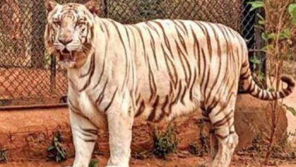 జూలో జంతువులను దత్తత తీసుకోవాలని కన్నడ నటుడి విజ్ఞప్తి