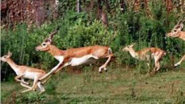 గుజరాత్ వేలావదార్ నేషనల్ పార్క్ లో కనువిందు చేసేలా జంతువులు, పక్షులు గుజరాత్ వేలావదార్ నేషనల్ పార్క్ లో కనువిందు చేసేలా జంతువులు, పక్షులు