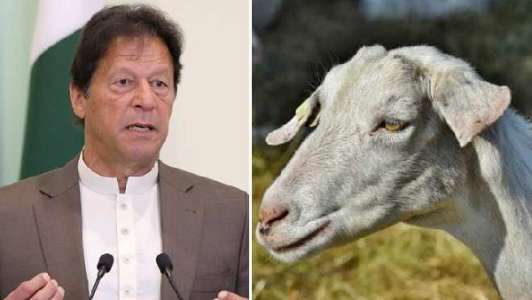 జంతువులకూ బురఖా వేస్తారా?