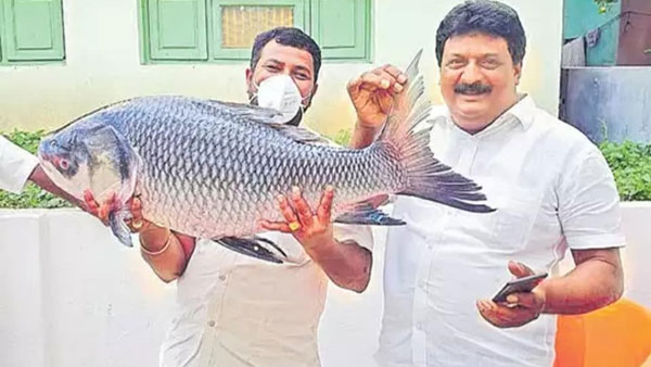 250 కేజీల బొమ్మిడాలు