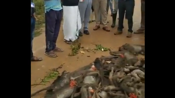 గోనె సంచుల్లో కోతులు.. కొన్నిటిని కాపాడిన స్థానిక యువత