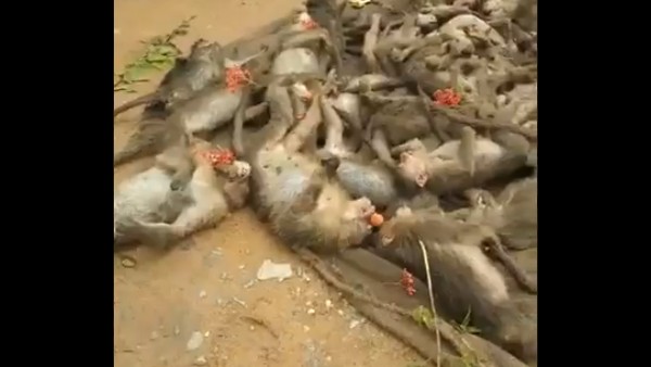 కోతులపై అమానుషం ... కర్ణాటకలో దారుణ ఘటన