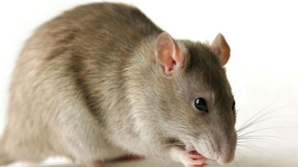 ఎలుకలు కొరకడంతో..