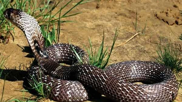 అడవిలో పాములు పట్టేవాడి కోసం వేట అడవిలో పాములు పట్టేవాడి కోసం వేట