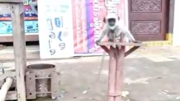 బుల్లెట్ బండి పాటను ఎంజాయ్ చేస్తున్న కొండెంగ బుల్లెట్ బండి పాటను ఎంజాయ్ చేస్తున్న కొండెంగ