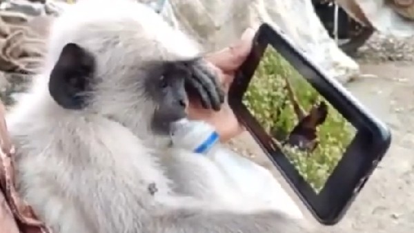 మనుషులకే కాదు జంతువులకు నచ్చుతున్న బుల్లెట్ బండి పాట మనుషులకే కాదు జంతువులకు నచ్చుతున్న బుల్లెట్ బండి పాట