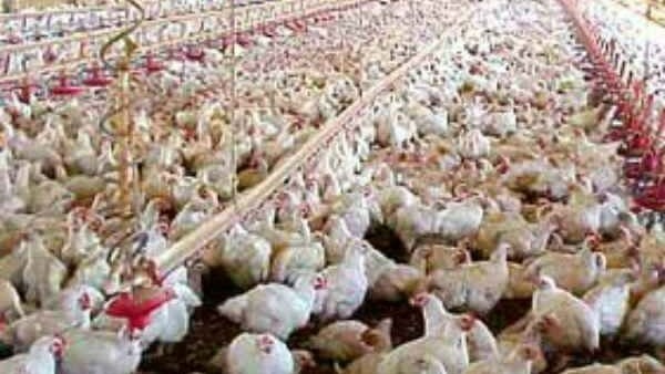 కోళ్ల పెంపకం నిలిపివేత కోళ్ల పెంపకం నిలిపివేత