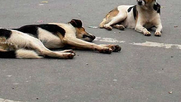 కుక్క హత్య తో కలకలం