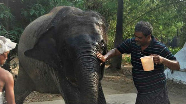  ఆగష్టు 12వ తేదీ ప్రపంచ ఏనుగుల దినోత్సవం