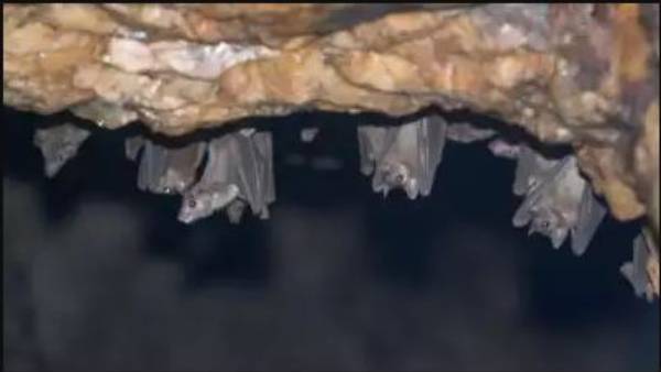 కరోనావైరస్ లానే లక్షణాలు .. ప్రారంభంలో గుర్తించటం కష్టం