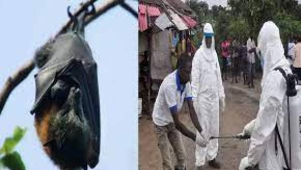 ఐదు నుండి ఏడు రోజుల తర్వాత రక్త స్రావం .. తొమ్మిది రోజుల్లోనే మరణానికి ఛాన్స్