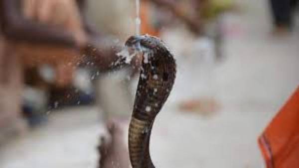 నాగుల పంచమి పూజా విధానం ఇదే ..