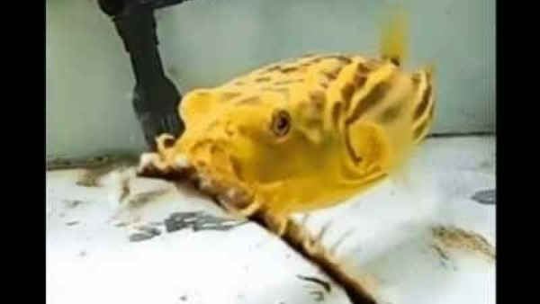 ఆ రెండు అత్యంత విషతుల్యం... ఆ రెండు అత్యంత విషతుల్యం...