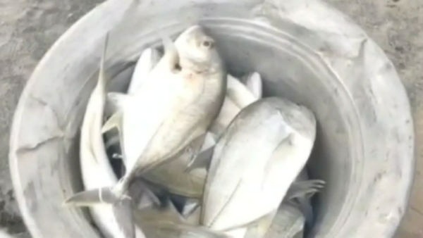 సైనెడ్ కన్నా 1500 రెట్లు ప్రాణాంతకం సైనెడ్ కన్నా 1500 రెట్లు ప్రాణాంతకం