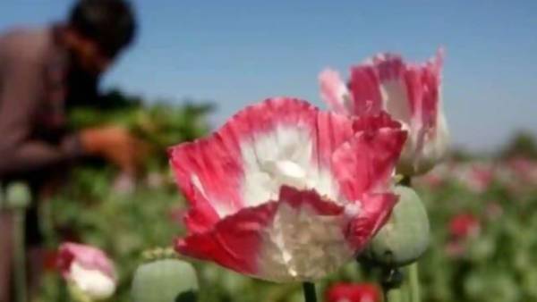  ఆప్ఘన్ హెరాయిన్ పై దర్యాప్తు