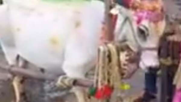 గోమాతకు పట్టు వస్త్రాలు, పూలు పండ్లు సమర్పించి సీమంతం