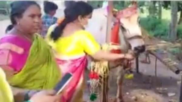 గోమాతకు సీమంతం చేసిన ఏపీలోని వడ్లమాను గ్రామం