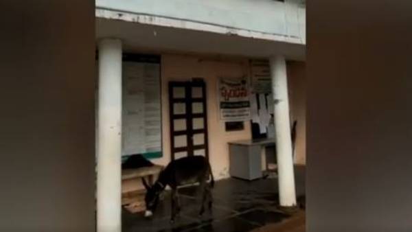 రోడ్లపై గాడిదల సంచారం .. రోడ్డు ప్రమాదాలతో ప్రజల్లో భయం